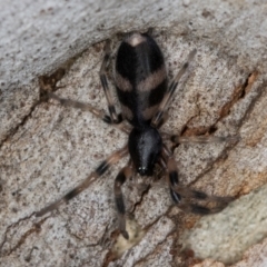 Lampona cylindrata at Melba, ACT - 16 Jul 2024