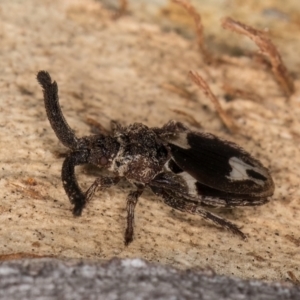 Aradellus cygnalis at Melba, ACT - 16 Jul 2024