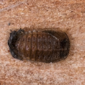 Coccinellidae (family) at Melba, ACT - 16 Jul 2024 12:34 PM