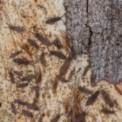 Entomobryomorpha (order) (Entomobryomorph springtail) at Melba, ACT - 16 Jul 2024 by kasiaaus