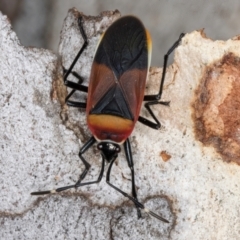 Dindymus versicolor (Harlequin Bug) at Melba, ACT - 16 Jul 2024 by kasiaaus