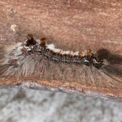 Euproctis baliolalis (Browntail Gum Moth) at Melba, ACT - 16 Jul 2024 by kasiaaus