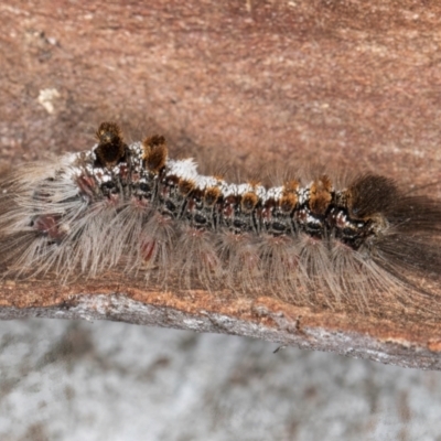 Euproctis baliolalis (Browntail Gum Moth) at Melba, ACT - 16 Jul 2024 by kasiaaus