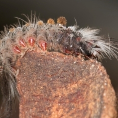 Euproctis baliolalis at Melba, ACT - 16 Jul 2024