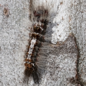 Euproctis baliolalis at Melba, ACT - 16 Jul 2024