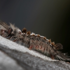 Euproctis baliolalis at Melba, ACT - 16 Jul 2024