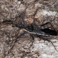 Piestolestes obscurus at Melba, ACT - 16 Jul 2024