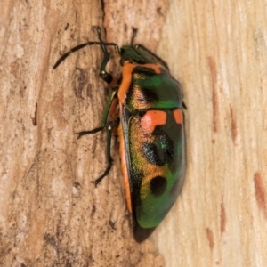 Scutiphora pedicellata at Melba, ACT - 16 Jul 2024 01:04 PM