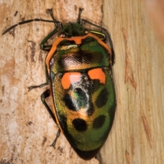 Scutiphora pedicellata at Melba, ACT - 16 Jul 2024