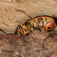 Scutiphora pedicellata at Melba, ACT - 16 Jul 2024