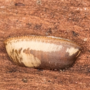 Blattodea (order) at Melba, ACT - 16 Jul 2024