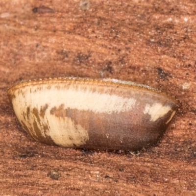 Blattodea (order) (Unidentified cockroach) at Melba, ACT - 16 Jul 2024 by kasiaaus