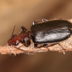 Demetrida suturata (Arboreal carab beetle) at Melba, ACT - 16 Jul 2024 by kasiaaus