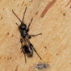 Unverified Wasp (Hymenoptera, Apocrita) at Melba, ACT - 16 Jul 2024 by kasiaaus