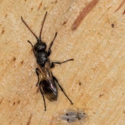 Unidentified Wasp (Hymenoptera, Apocrita) at Melba, ACT - 16 Jul 2024 by kasiaaus