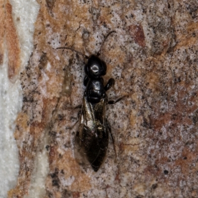 Bethylidae (family) (Bethylid wasp) at Melba, ACT - 16 Jul 2024 by kasiaaus