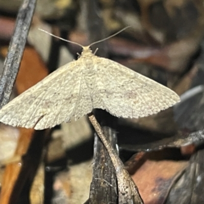 Epicyme rubropunctaria (Red-spotted Delicate) at Ainslie, ACT - 16 Jul 2024 by Clarel