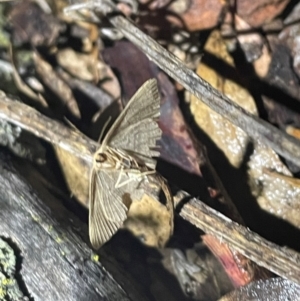 Epicyme rubropunctaria at Ainslie, ACT - 16 Jul 2024