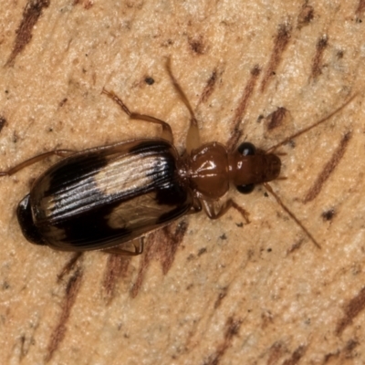 Trigonothops sp. (genus) (Bark carab beetle) at Melba, ACT - 16 Jul 2024 by kasiaaus