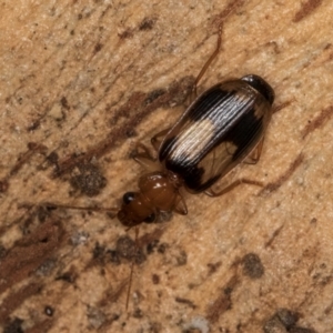 Trigonothops sp. (genus) at Melba, ACT - 16 Jul 2024 01:25 PM