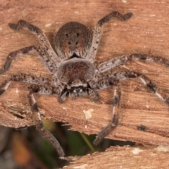 Isopedella pessleri (A huntsman spider) at Melba, ACT - 16 Jul 2024 by kasiaaus