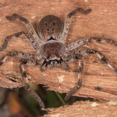Isopedella pessleri (A huntsman spider) at Melba, ACT - 16 Jul 2024 by kasiaaus