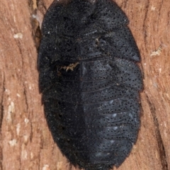 Laxta granicollis (Common bark or trilobite cockroach) at Melba, ACT - 16 Jul 2024 by kasiaaus