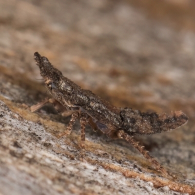 Stenocotini sp. (tribe) (A leafhopper) at Melba, ACT - 16 Jul 2024 by kasiaaus