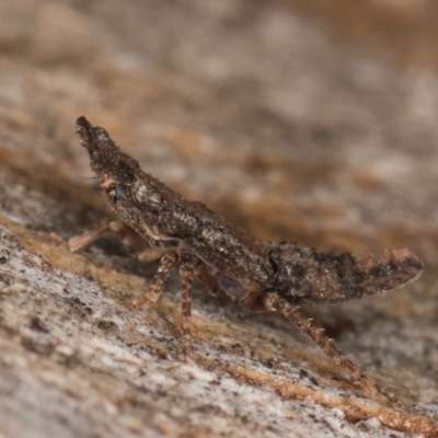 Ledromorpha planirostris at Melba, ACT - 16 Jul 2024 by kasiaaus