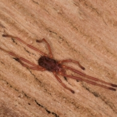 Erythraeidae (family) (Erythraeid mite) at Spence, ACT - 16 Jul 2024 by kasiaaus