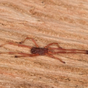 Erythraeidae (family) at Spence, ACT - 16 Jul 2024