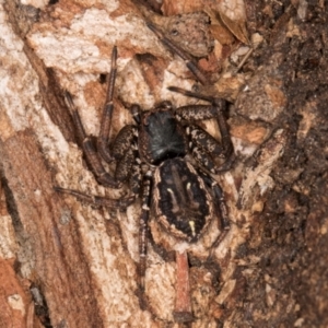 Tharpyna campestrata at Melba, ACT - 16 Jul 2024 01:41 PM