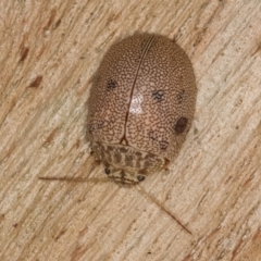 Paropsis atomaria (Eucalyptus leaf beetle) at Melba, ACT - 16 Jul 2024 by kasiaaus