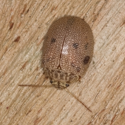 Paropsis atomaria (Eucalyptus leaf beetle) at Melba, ACT - 16 Jul 2024 by kasiaaus