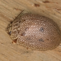 Paropsis atomaria at Melba, ACT - 16 Jul 2024