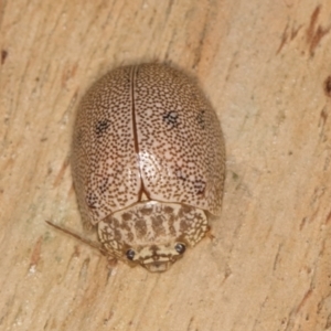 Paropsis atomaria at Melba, ACT - 16 Jul 2024