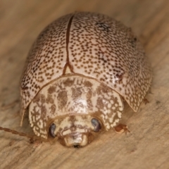 Paropsis atomaria at Melba, ACT - 16 Jul 2024