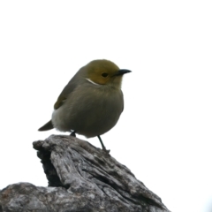 Ptilotula penicillata (White-plumed Honeyeater) at Winton Wetlands - 15 Jul 2024 by jb2602