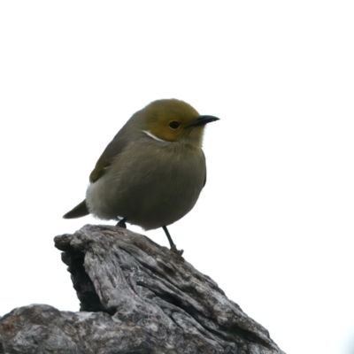 Ptilotula penicillata (White-plumed Honeyeater) at Winton North, VIC - 15 Jul 2024 by jb2602