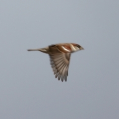 Passer domesticus (House Sparrow) at Winton Wetlands - 15 Jul 2024 by jb2602