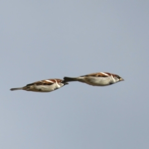 Passer domesticus at Winton North, VIC - 15 Jul 2024