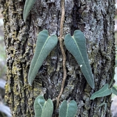 Parsonsia eucalyptophylla (Gargaloo) at Yenda, NSW - 23 Jun 2024 by Tapirlord