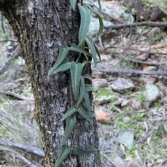 Parsonsia eucalyptophylla at Yenda, NSW - 23 Jun 2024