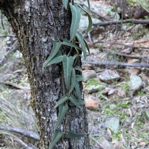 Parsonsia eucalyptophylla at Yenda, NSW - 23 Jun 2024 03:34 PM