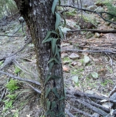 Parsonsia eucalyptophylla at Yenda, NSW - 23 Jun 2024 03:34 PM