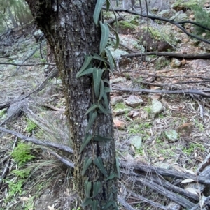 Parsonsia eucalyptophylla at Yenda, NSW - 23 Jun 2024 03:34 PM