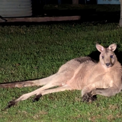 Macropus giganteus (Eastern Grey Kangaroo) at Kambah, ACT - 16 Jul 2024 by HelenCross