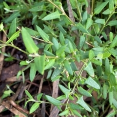 Einadia nutans subsp. nutans (Climbing Saltbush) at Myall Park, NSW - 24 Jun 2024 by Tapirlord