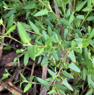 Einadia nutans subsp. nutans (Climbing Saltbush) at Myall Park, NSW - 23 Jun 2024 by Tapirlord