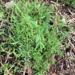 Einadia nutans subsp. nutans at Myall Park, NSW - 24 Jun 2024